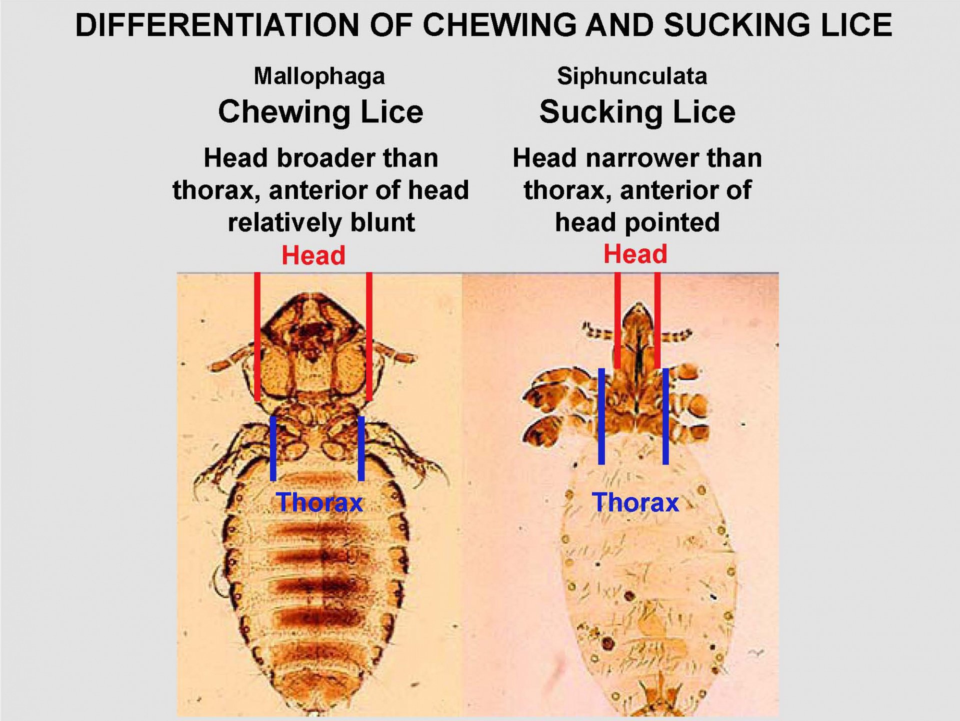 Louse Life Cycle