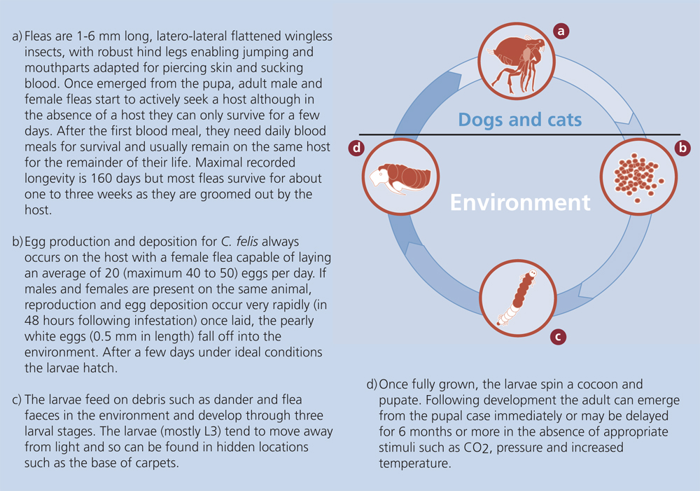 Tick Life Cycle