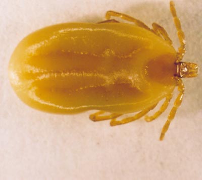 Ixodes Canisuga