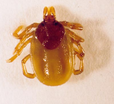 Ixodes Hexagonus