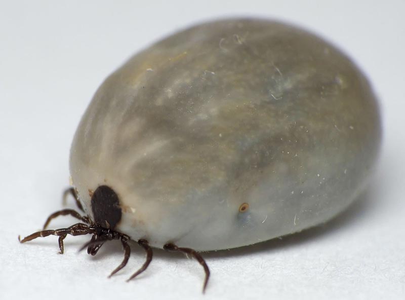 ticks with brown shell