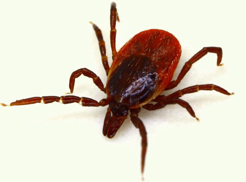 Larval Ixodes Tick