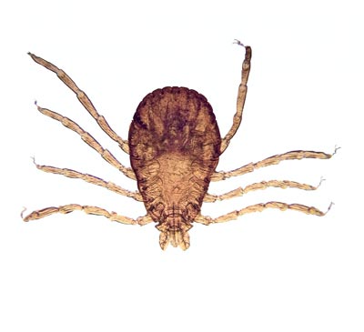 Rhipicephalus Sanguineus