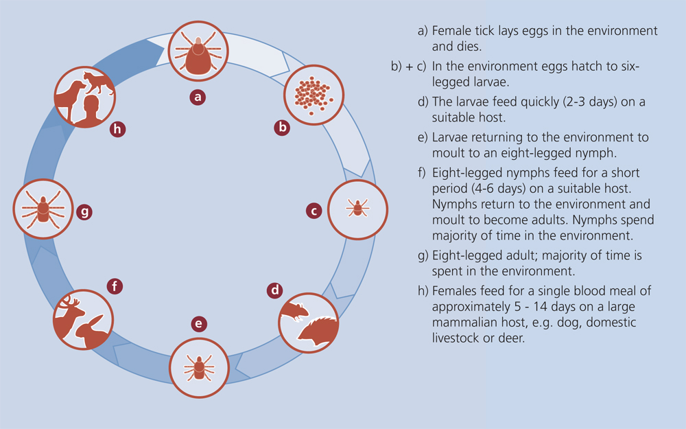 Tick Life Cycle