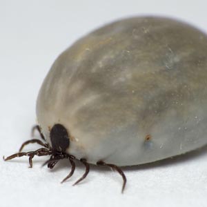 ticks