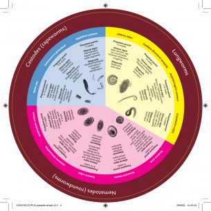 Dog Worm Parasite Wheel