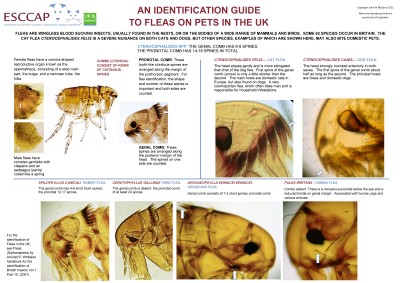 Fleas on pets from the UK