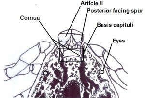 Adult male dorsal features diagram 2