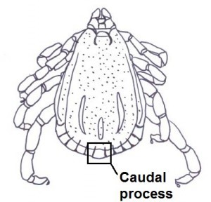 Caudal process