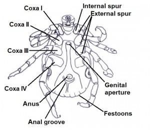 Adult female ventral features diagram 1