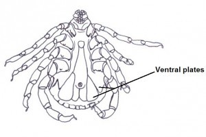 Ventral plates