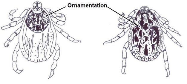 Ornamentation