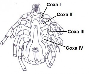 Coxae