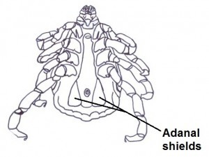 Adanal shields/ plates