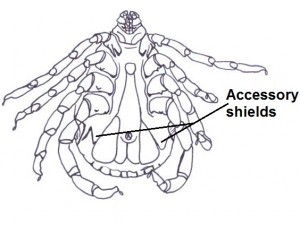Accessory shields/ plates
