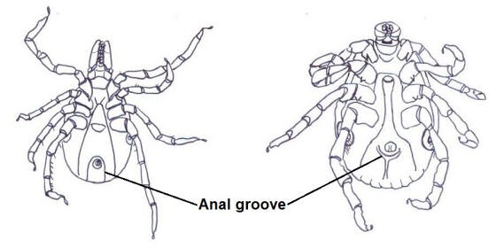 Anal groove