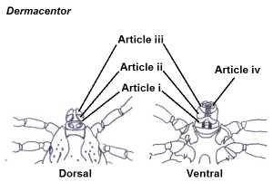 Dermacentor