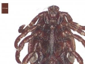 Adult male ventral features 2