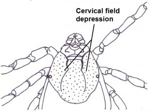 Cervical field depression / shape / texture