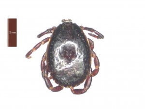 H. aegyptium male dorsal 0