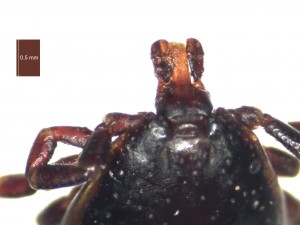 H. aegyptium male dorsal g 0