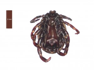 H. aegyptium male ventral 0