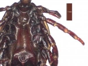 H. aegyptium male ventral c 0