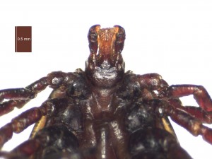 H. aegyptium male ventral g 0