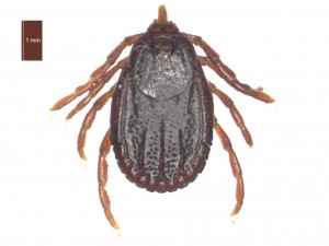 H. anatolicum excavatum female dorsal 0