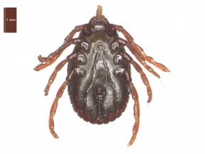 H. anatolicum excavatum female ventral 0