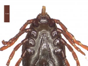 H. anatolicum excavatum female ventral c 0