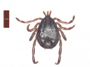 H. anatolicum excavatum male dorsal 0