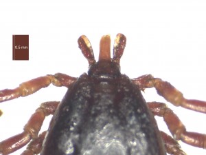 H. anatolicum excavatum male dorsal g 0