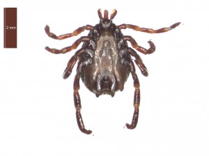 H. anatolicum excavatum male ventral 0