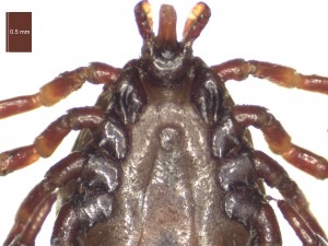 H. anatolicum excavatum male ventral g 0