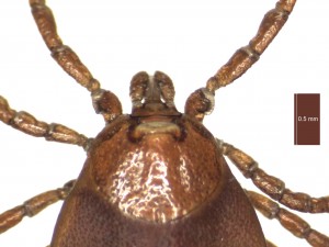 H. inermis female dorsal g 0