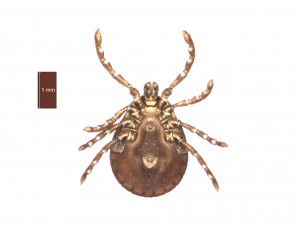 H. inermis female ventral 0