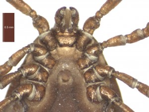 H. inermis female ventral g 0