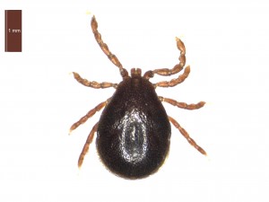 H. inermis male dorsal 0