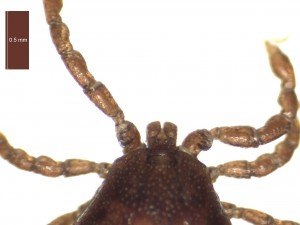 H. inermis male dorsal g 0