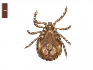 H. inermis male ventral 0