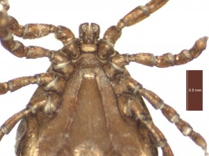 H. inermis male ventral g 0