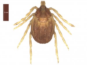 H. marginatum female dorsal 0