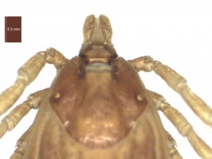 H. marginatum female dorsal g 0