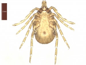 H. marginatum female ventral 0