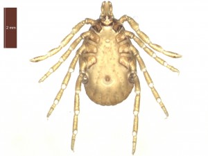 H. marginatum female ventral 0