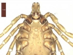H. marginatum female ventral g 0