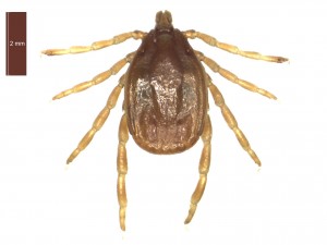 H. marginatum male dorsal 0