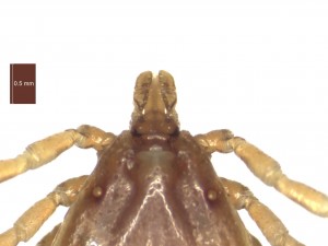 H. marginatum male dorsal g 0