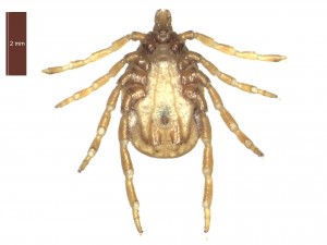 H. marginatum male ventral 0